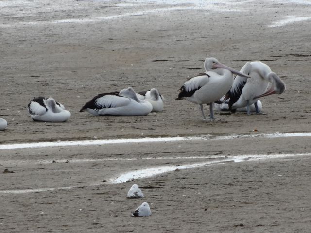 ペリカン ペリカン