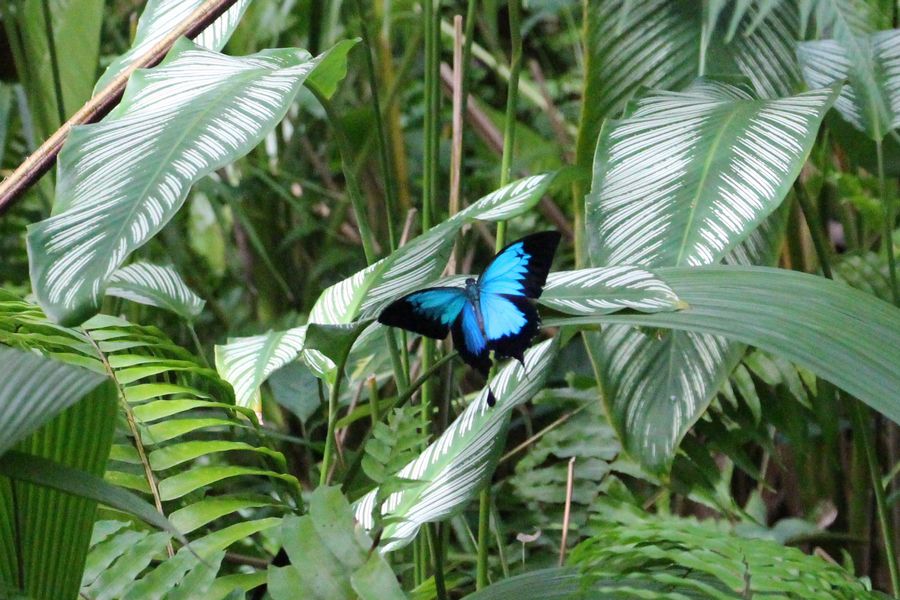 蝶園 その2 蝶園 その2