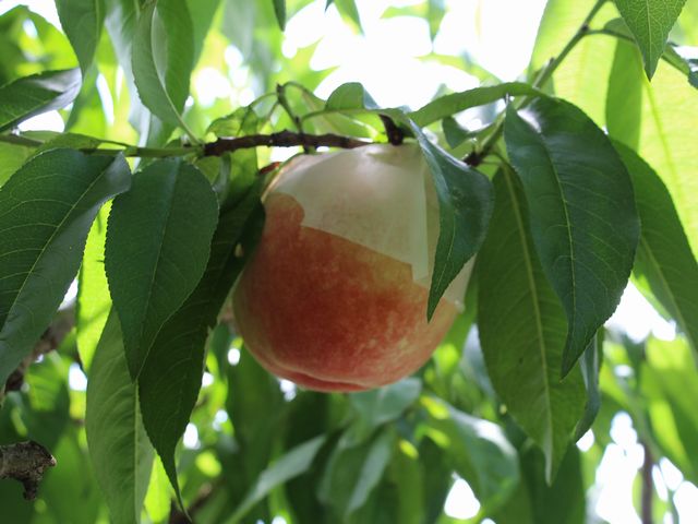 桃狩り その2 桃狩り その2