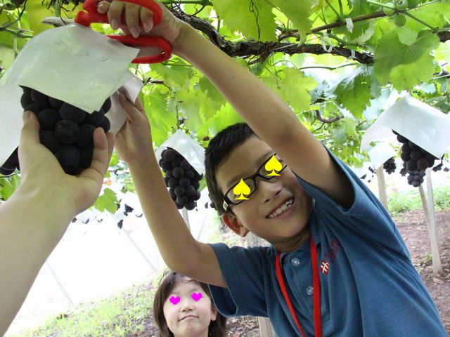 ぶどう狩り その1 ぶどう狩り その1