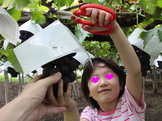 ぶどう狩り その2 ぶどう狩り その2