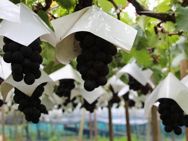 ぶどう狩り その3 ぶどう狩り その3