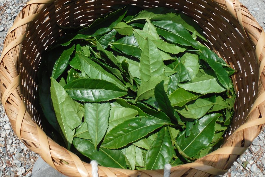 グリンピア牧之原 その3 グリンピア牧之原 その3