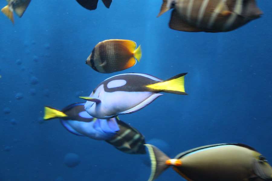 アクアマリンふくしま その1 アクアマリンふくしま その1