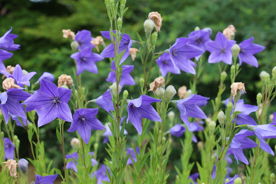 毛越寺 その4 毛越寺 その4