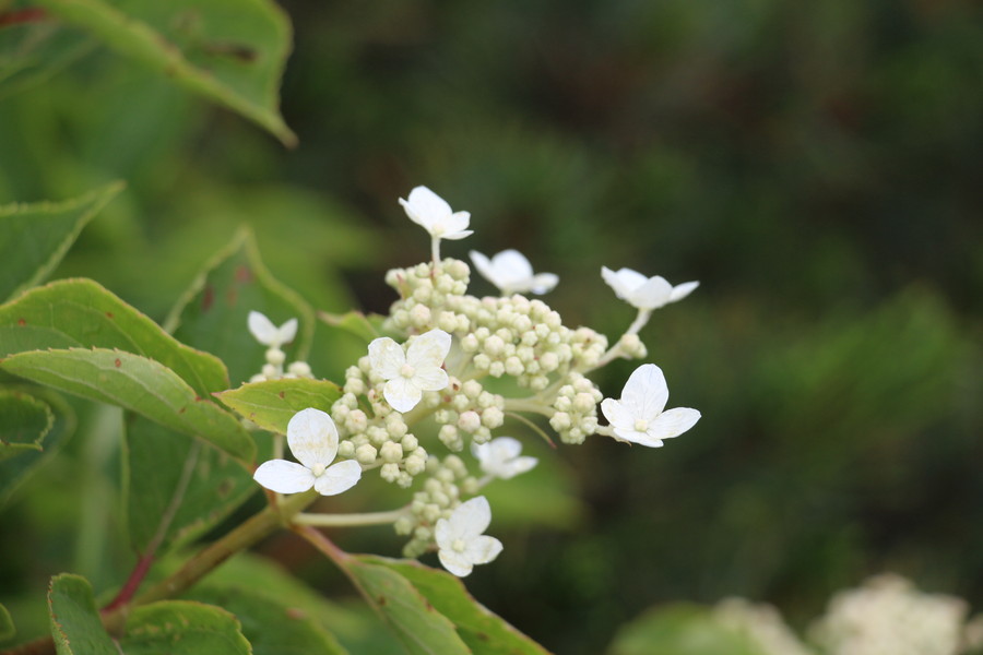 蔵王ロープウェイ その4 蔵王ロープウェイ その4