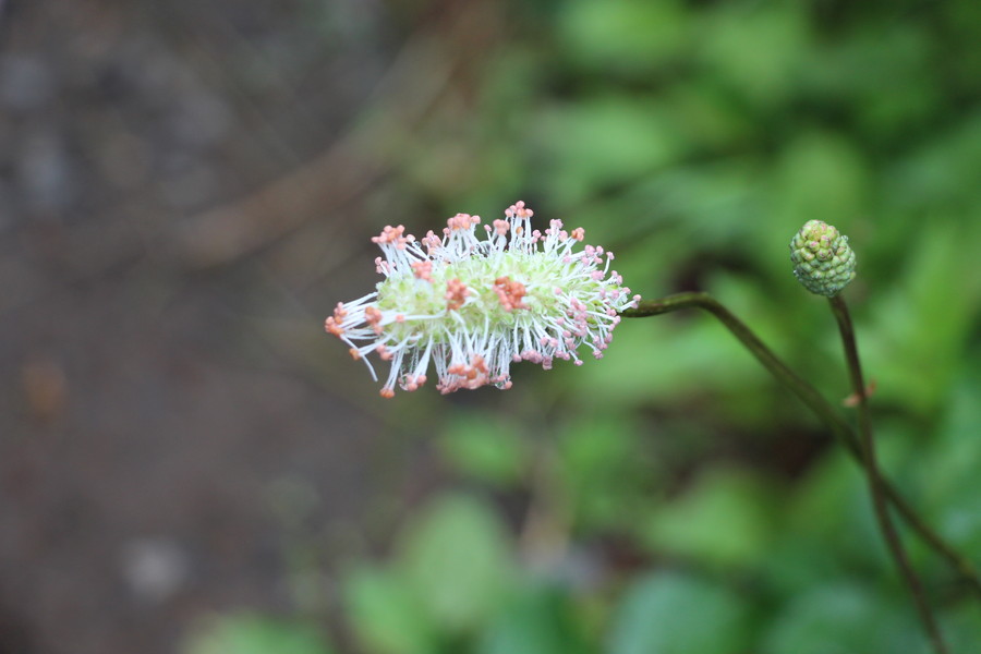 蔵王ロープウェイ その6 蔵王ロープウェイ その6