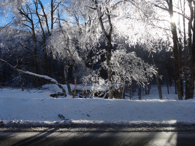 樹氷? その1 樹氷? その1
