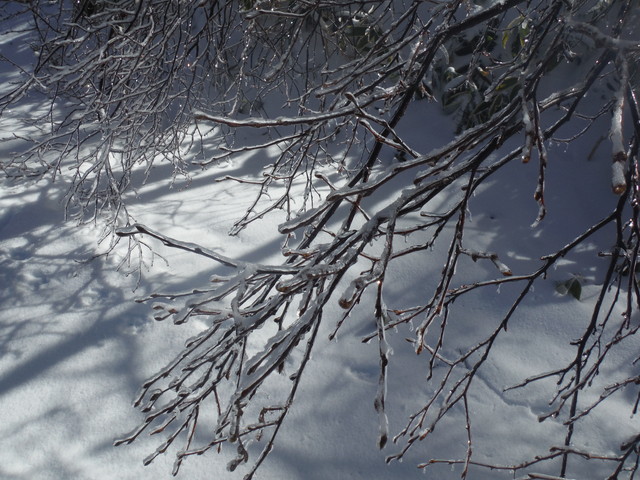 樹氷? その2 樹氷? その2