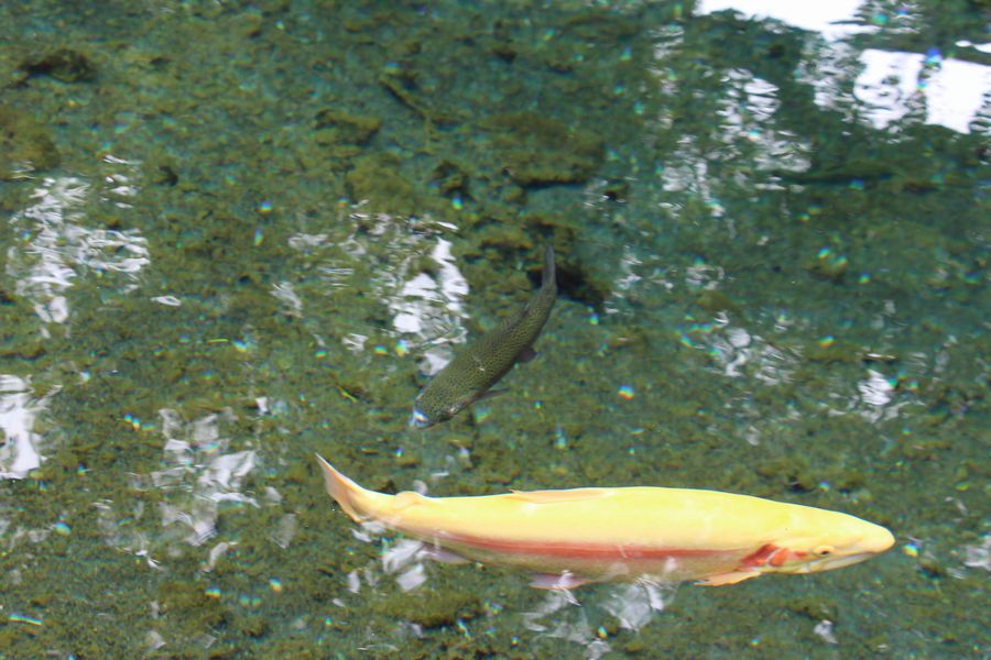 忍野八海 その1 忍野八海 その1