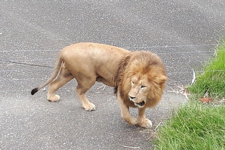 サファリ その17 サファリ その17