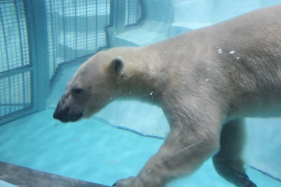 シロクマ その1 シロクマ その1