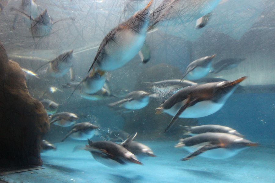 ペンギン その2 ペンギン その2