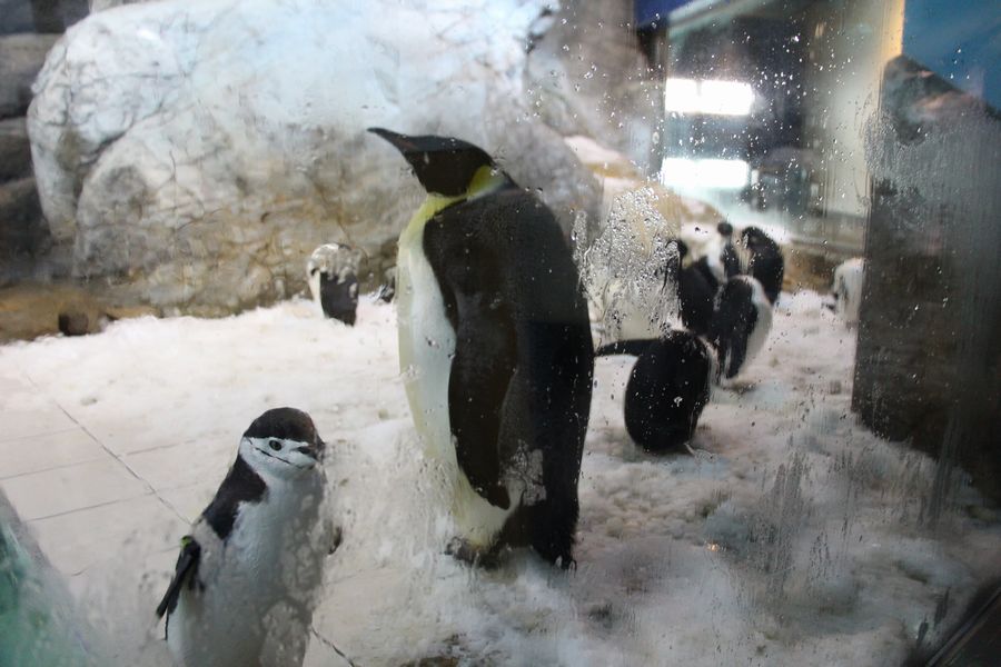 ペンギン その3 ペンギン その3