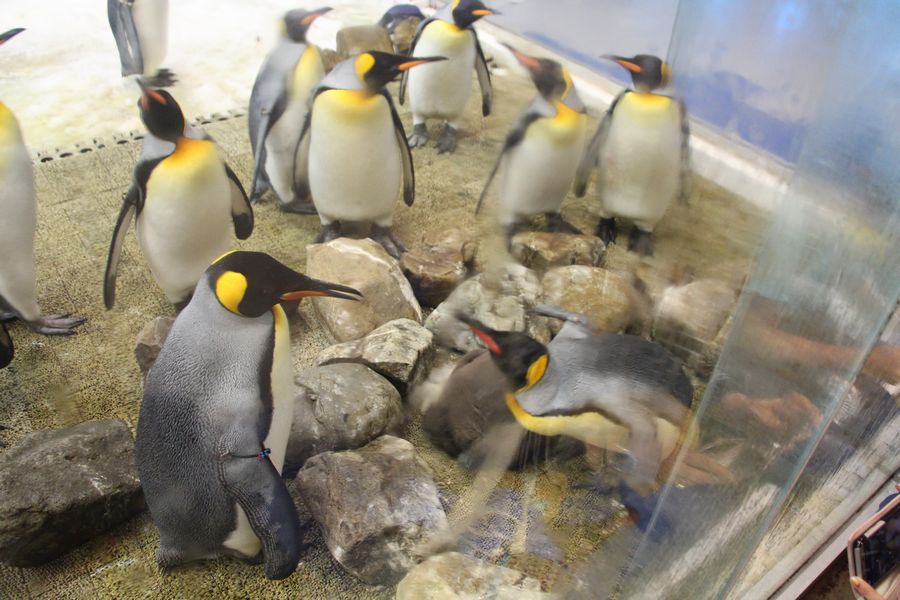 ペンギン その4 ペンギン その4