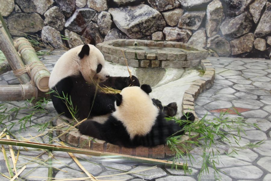 パンダ その2 パンダ その2