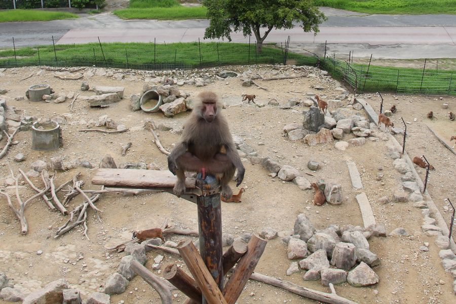 マントヒヒ その1 マントヒヒ その1