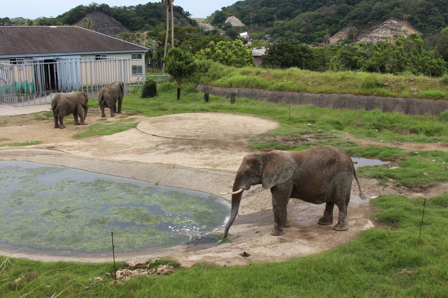 サファリ その01 サファリ その01