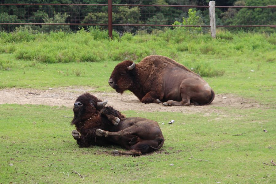 サファリ その02 サファリ その02