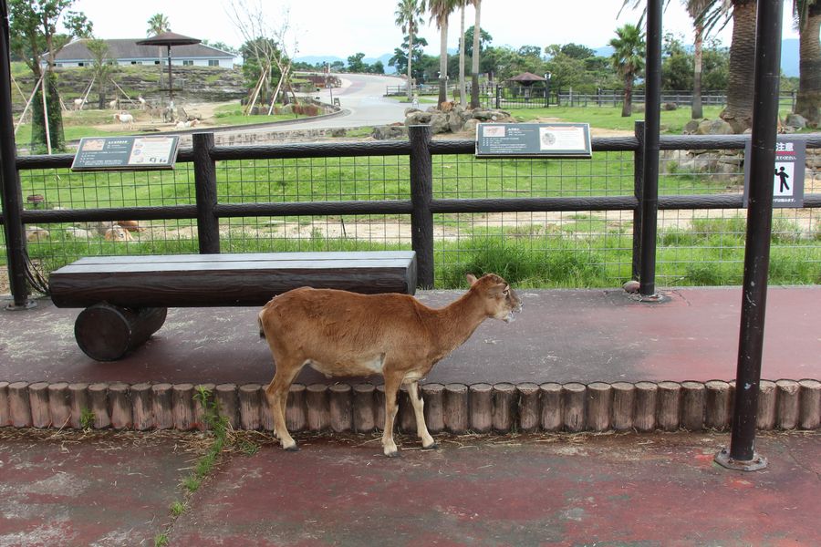 サファリ その03 サファリ その03