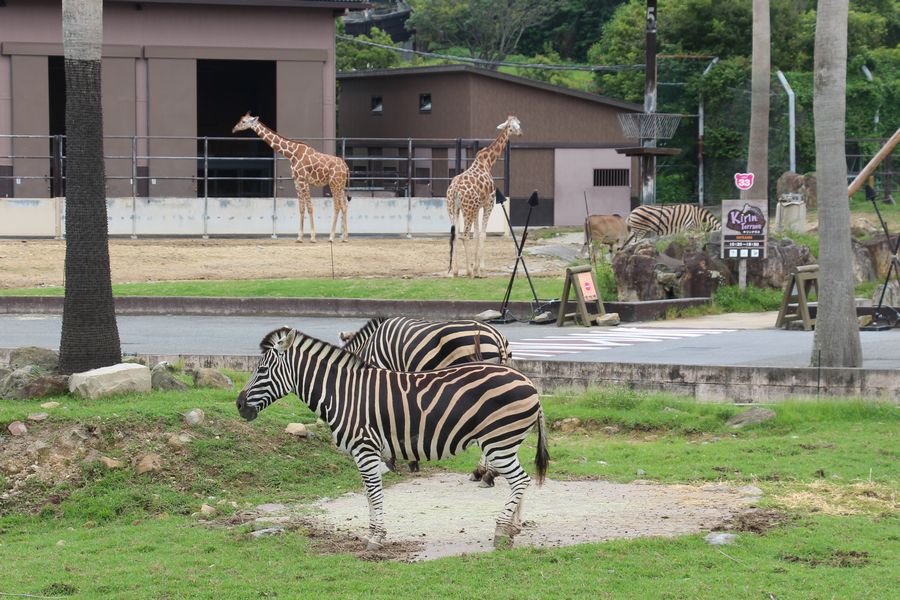 サファリ その04 サファリ その04