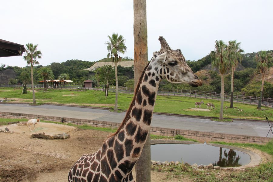 サファリ その05 サファリ その05