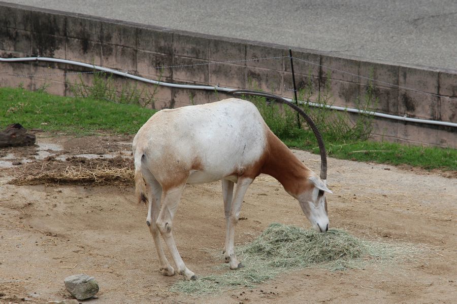 サファリ その06 サファリ その06