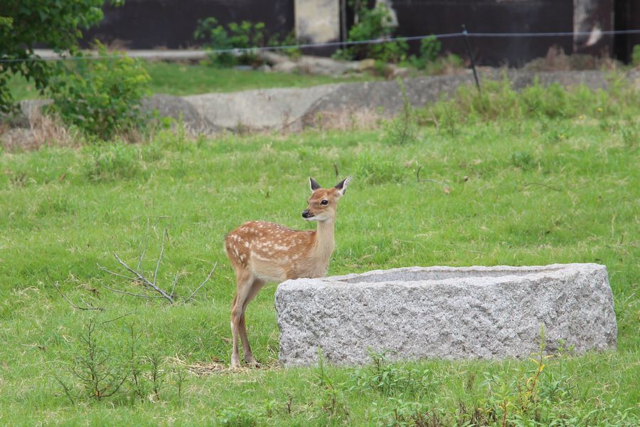 サファリ その07 サファリ その07