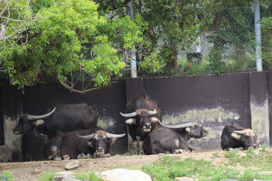 サファリ その08 サファリ その08