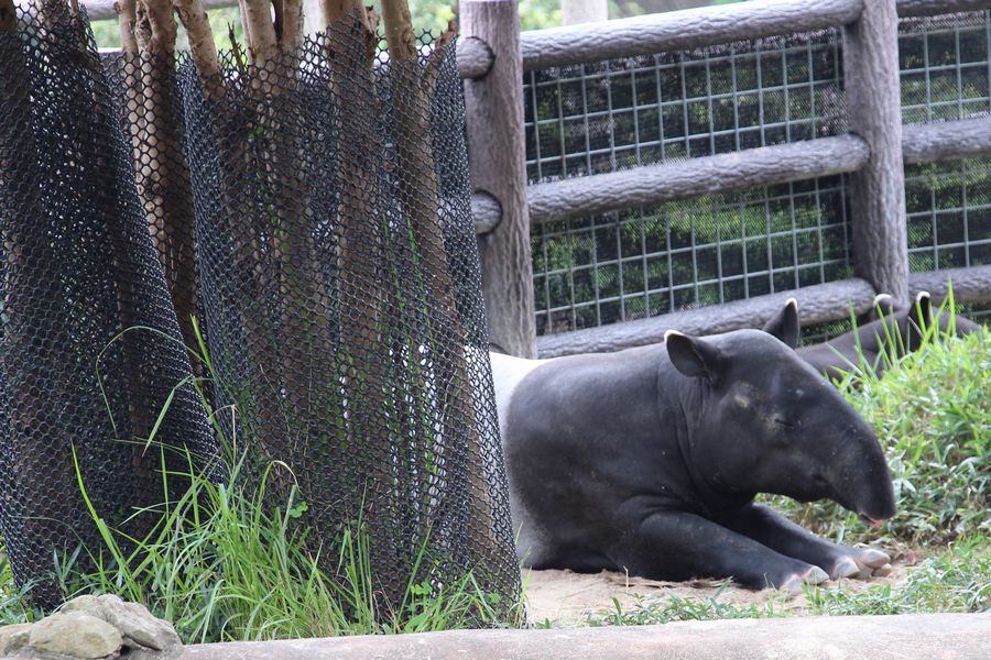 サファリ その09 サファリ その09