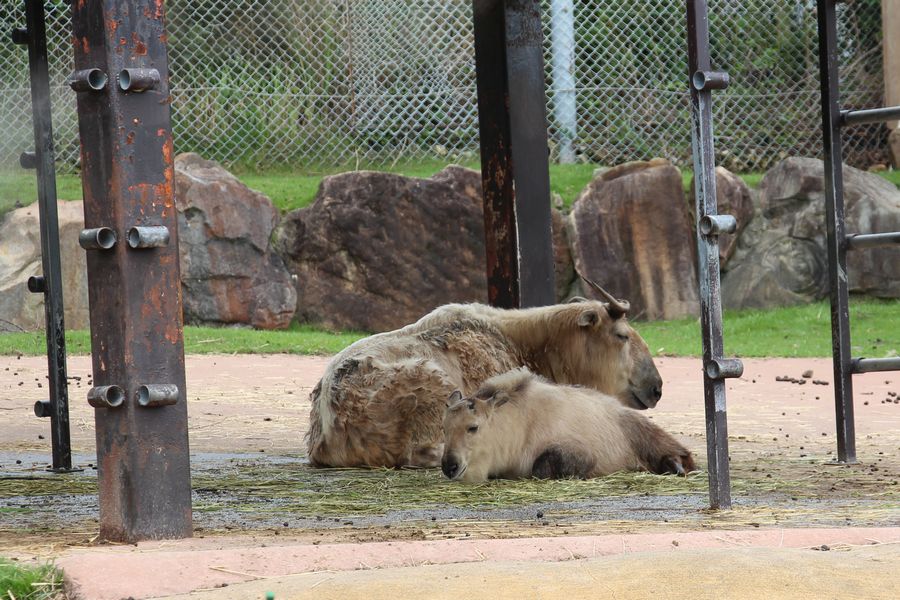 サファリ その10 サファリ その10