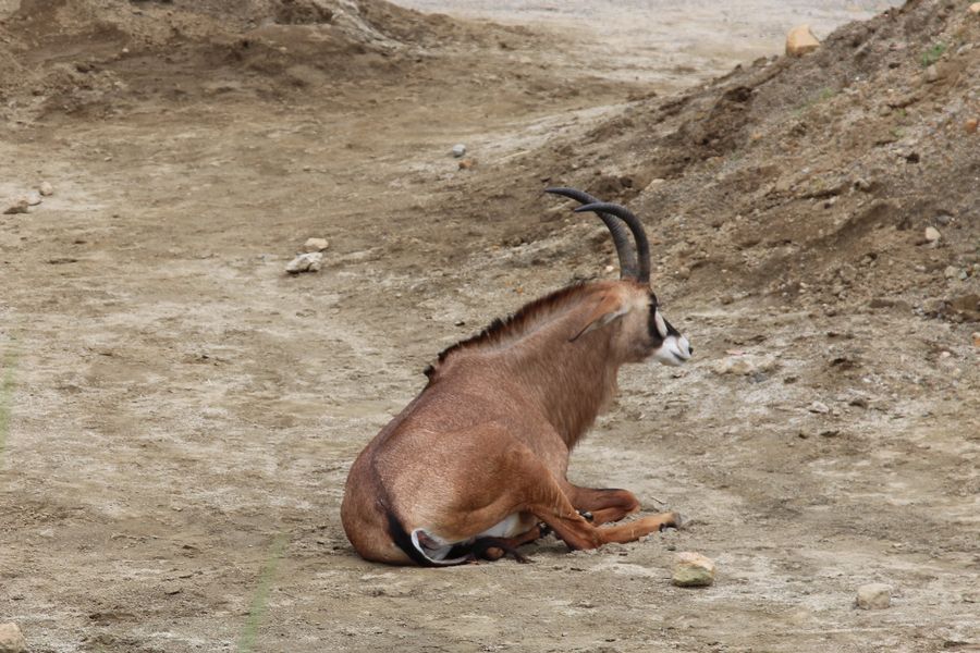 サファリ その11 サファリ その11