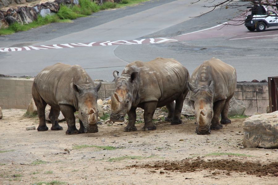 サファリ その12 サファリ その12