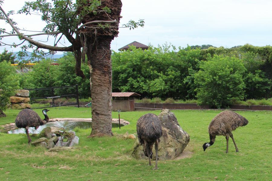 サファリ その14 サファリ その14