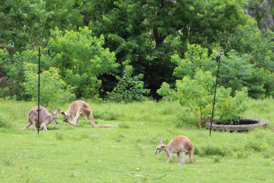 サファリ その15 サファリ その15