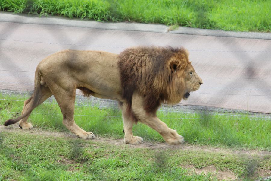 サファリ その18 サファリ その18