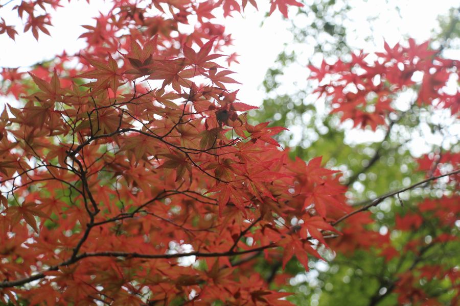 壇上伽藍 その2 壇上伽藍 その2