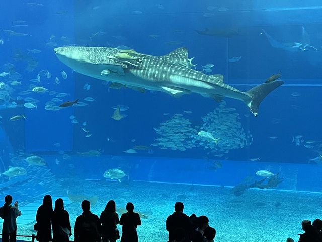 美ら海水族館 その3 美ら海水族館 その3