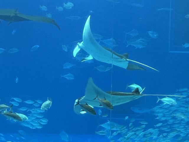 美ら海水族館 その4 美ら海水族館 その4