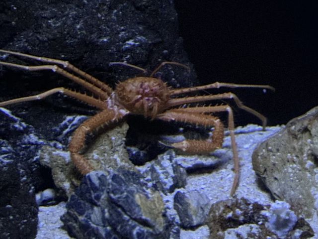 美ら海水族館 その6 美ら海水族館 その6