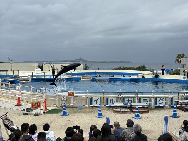 イルカショー その1 イルカショー その1