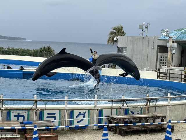イルカショー その2 イルカショー その2
