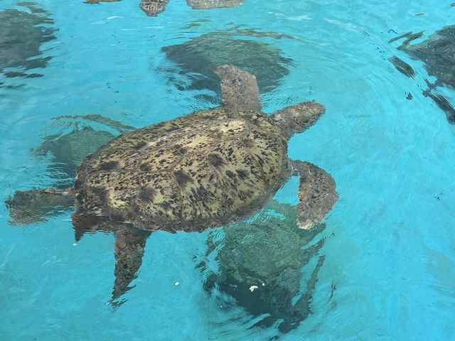 ウミガメ その1 ウミガメ その1