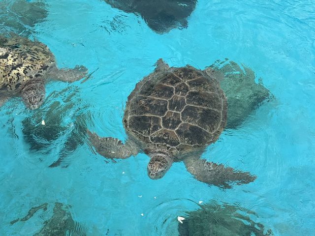 ウミガメ その2 ウミガメ その2