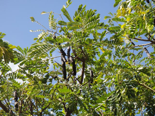 モアナルアガーデン その3