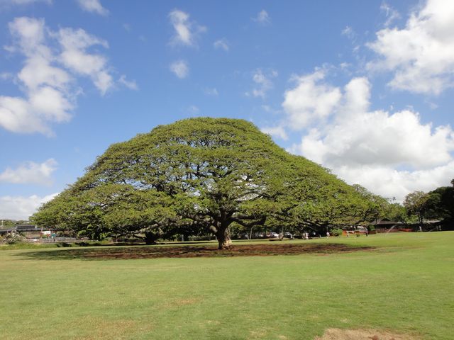 モアナルアガーデン その1