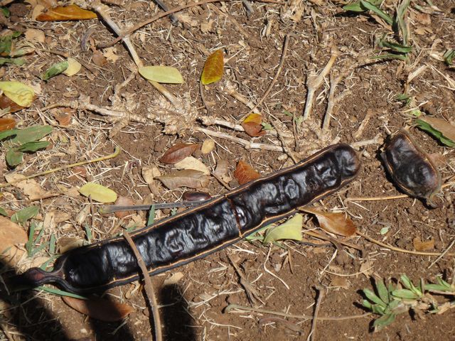 モアナルアガーデン その4