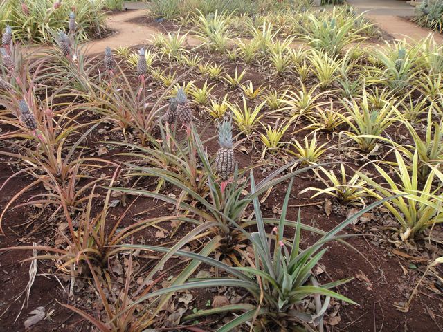 ドール・プランテーション その2