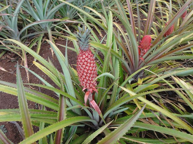 ドール・プランテーション その3