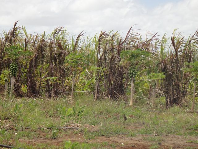 パイナップルエクスプレス その3